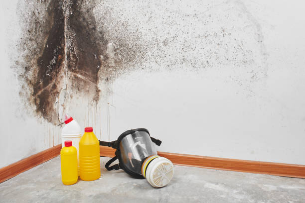 Best Attic Mold Removal  in Hayfield, MN