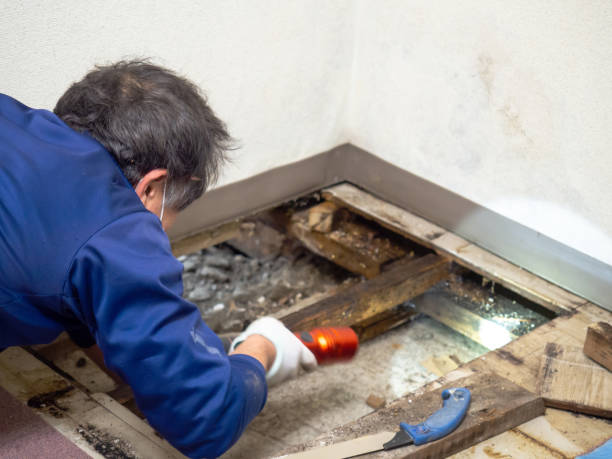Best Mold Testing  in Hayfield, MN