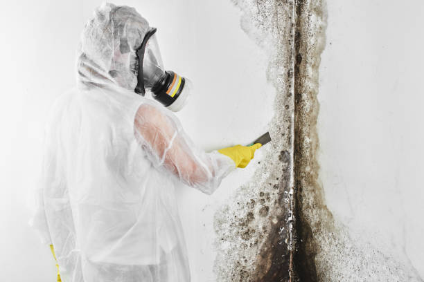 Reliable Hayfield, MN Mold Removal Solutions