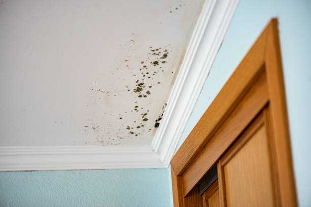 Best Mold Damage Repair  in Hayfield, MN