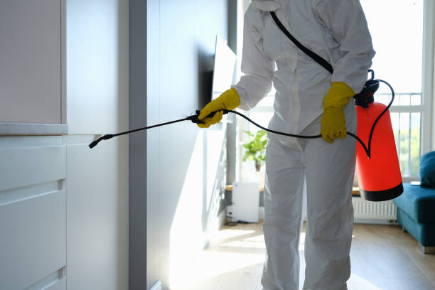 Best Black Mold Removal  in Hayfield, MN