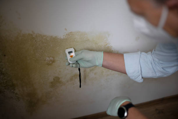 Crawl Space Mold Removal in Hayfield, MN