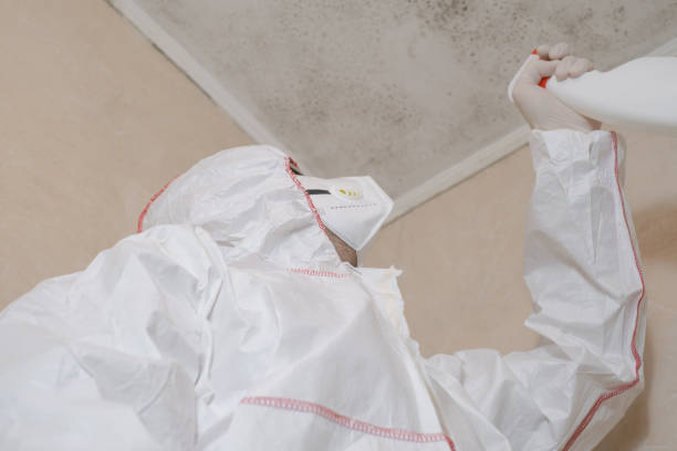 Best Certified Mold Removal  in Hayfield, MN