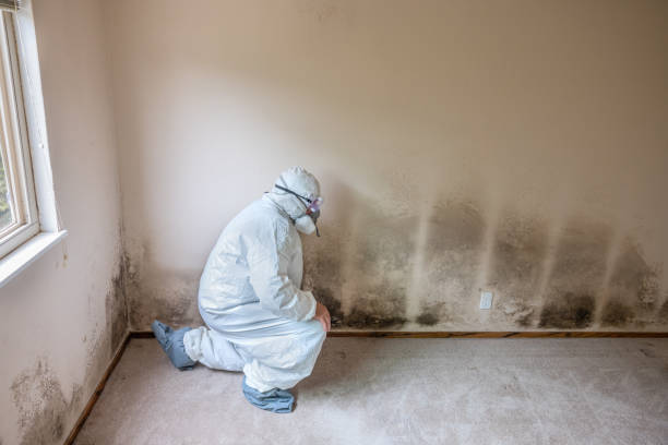 Best Residential Mold Removal  in Hayfield, MN