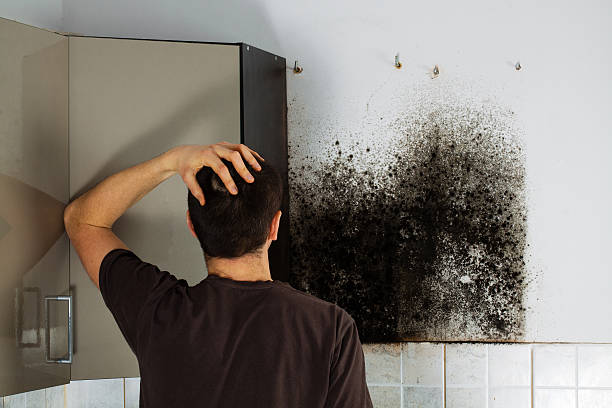 Best Mold Damage Repair  in Hayfield, MN