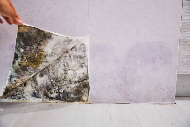 Water Damage Restoration in Hayfield, MN